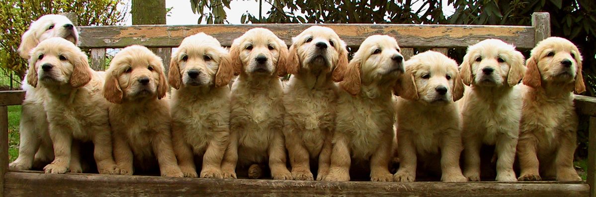 Chiots Golden Retrievers Gold Chorus 10 chiots golden retrievers sur un banc
