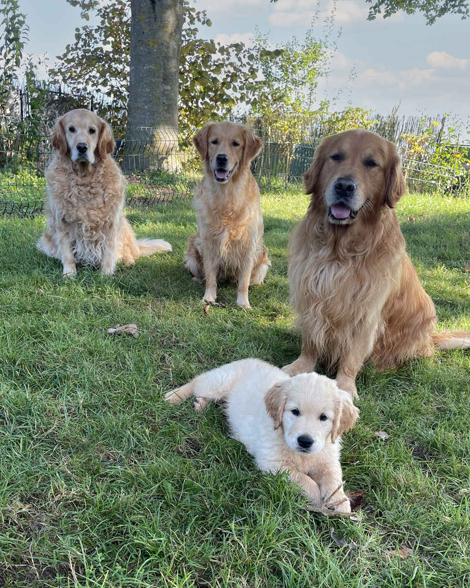 Golden retrievers sur 3 générations Chiot golden retriever avec sa mère et ses grands parents