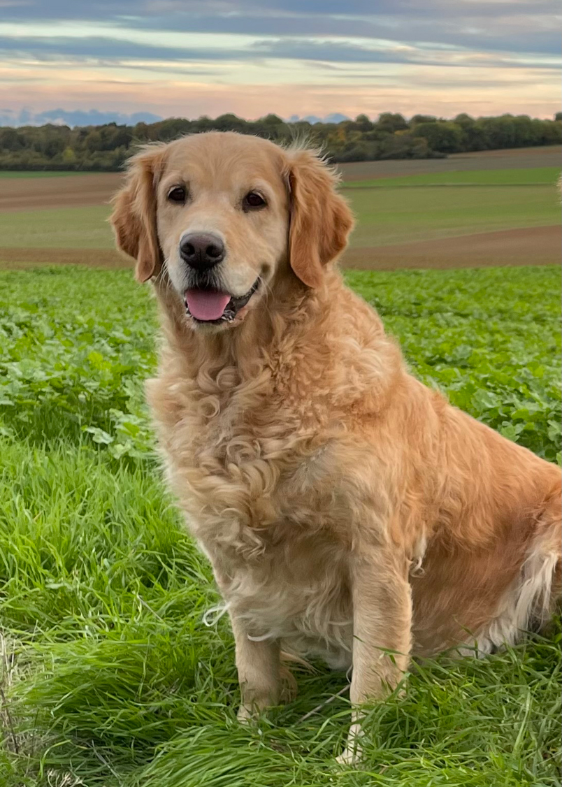 femelle golden retriever Gold Chorus Jazz Band Femelle Golden Retriever retraitée
