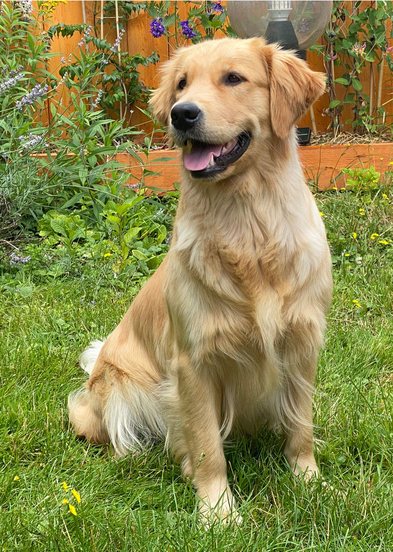 Lice golden retriever Gold Chorus Ragtime Femelle Golden retriever fauve