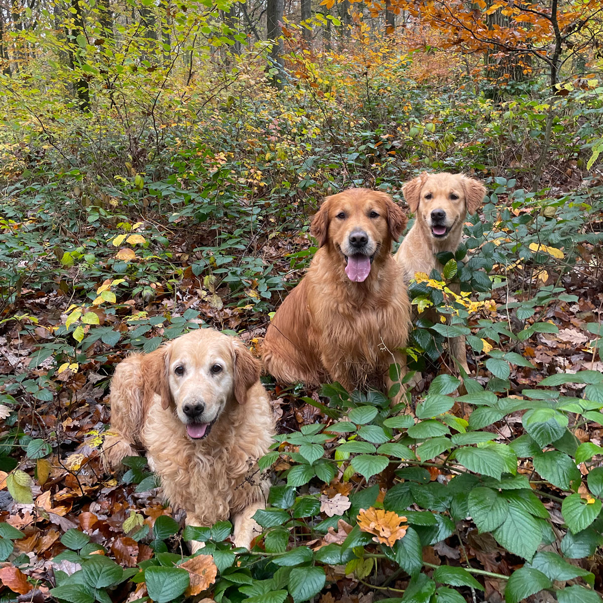 Photo de groupes Golden retriever Gold Chorus Trois golden retrievers en forêt